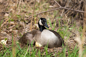 A female Canada goose in her nest hatching eggs with her goslings under her wing. A female goose with her goslings. Mother goose incubating eggs.