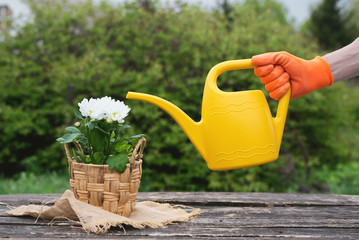 Gardener is watering a flower from a watering can. Gardening abstract background.