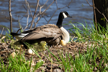 A mama goose hatching eggs. A goose  mother hatching with it's goslings and eggs. 