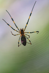 spider on web