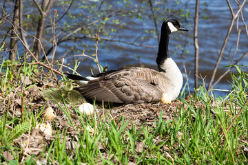 A mama goose hatching eggs. A goose  mother hatching with it's goslings and eggs. 