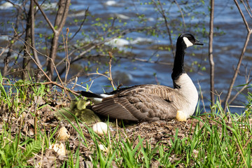 A mama goose hatching eggs. A goose  mother hatching with it's goslings and eggs. 