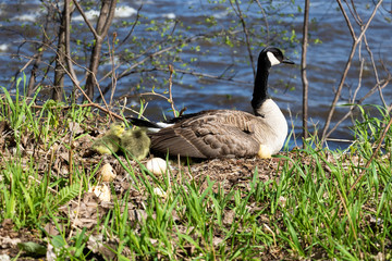 A mama goose hatching eggs. A goose  mother hatching with it's goslings and eggs. 