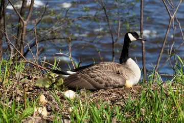 A mama goose hatching eggs. A goose  mother hatching with it's goslings and eggs. 