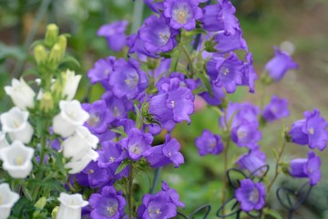 カンパニュラの花