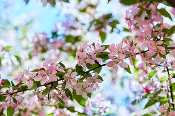Pink and white flowers apple.