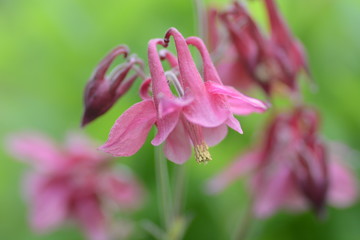 オダマキのアップ