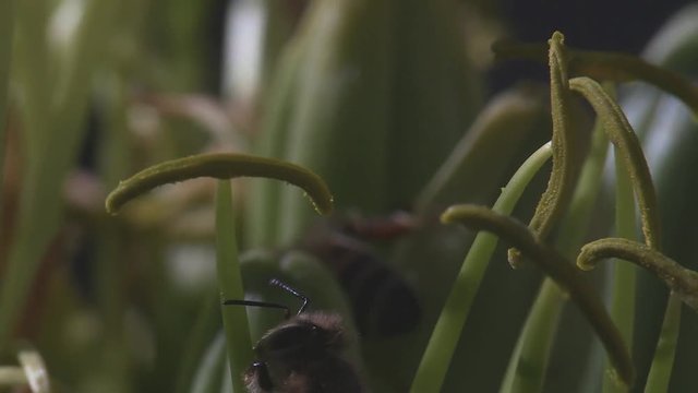 Bees collecting polen from flowers 1251 1