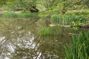 Yellow Iris Bog Flowers in the Pond