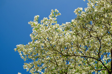 Fish Hatchery Tree