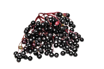 Fresh black elderberry  fruit isolated