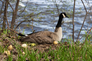 A mama goose hatching eggs. A goose  mother hatching with it's goslings and eggs. 