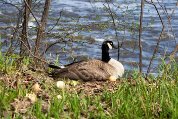A mama goose hatching eggs. A goose  mother hatching with it's goslings and eggs. 