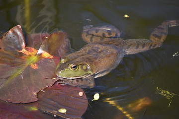 frog in pond