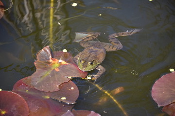 frog in the pond