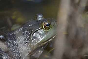 frog in pond