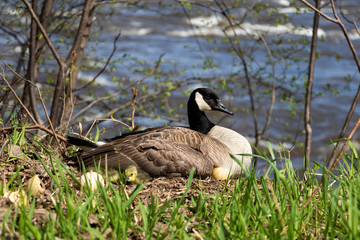 A mama goose hatching eggs. A goose  mother hatching with it's goslings and eggs. 