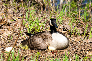 A mama goose hatching eggs. A goose  mother hatching with it's goslings and eggs. 