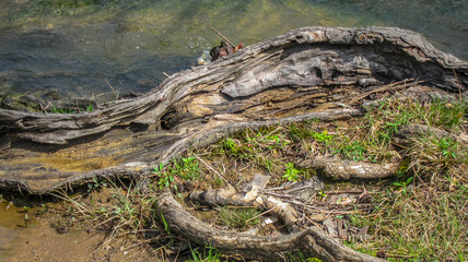 Fototapeta na wymiar piece of old wood on the edge of a stream