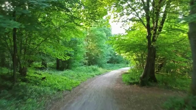 Waldweg mit Bäumen im Sommer