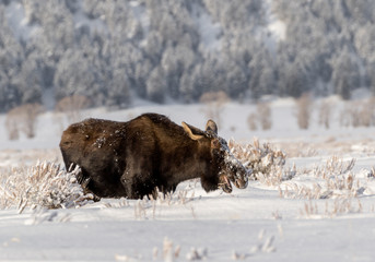 Moose in Winter Snow
