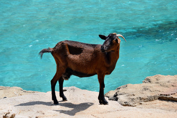  Wild tamed goat is looking and walking on the rock next to the turquoise sea water in Cala Figuera