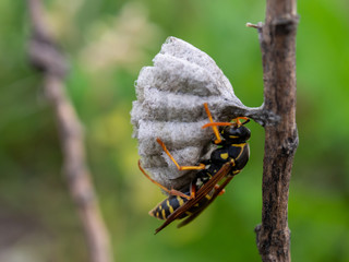 アシナガバチ　蜂の巣　巣作り　ハチ