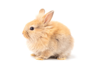 Obraz premium Orange-brown cute baby rabbit isolated on white background. Lovely action of young rabbit. Side view of furry rabbit sitting.