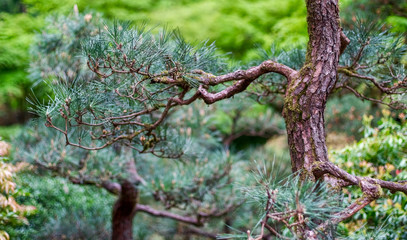 Obraz premium Bendy Branch