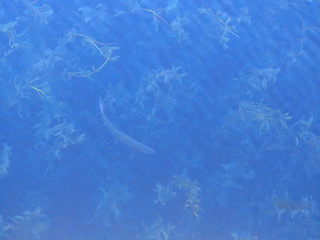 fondo celeste de lago con algas