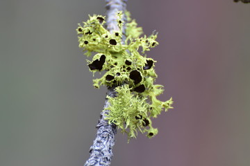 LICHEN