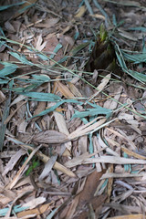 A sprout of the bamboo in a forest