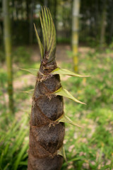 A sprout of the bamboo in a forest