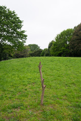 Fototapeta premium A tree branch on the lawn
