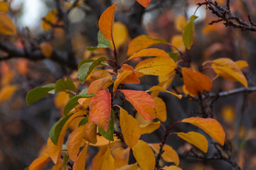 colorful autumn leaves on tree