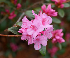 close up of pink azalea blossom