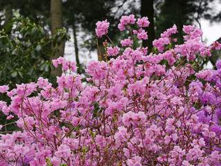 pink azalea bush with profuse blooms
