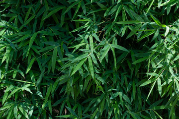 Full frame of green leaves of bamboo