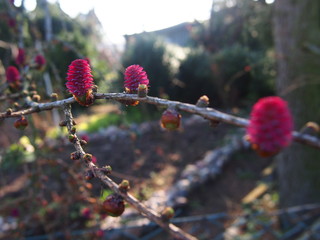 Young larch cones in early spring spotted in an allotment garden in Szczecin Poland