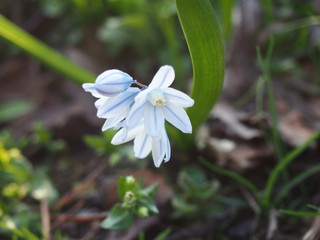 Striped-squill (Puschkinia scilloides Adams), flowers in early spring