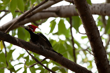 pica-pau da cabeça vermelha