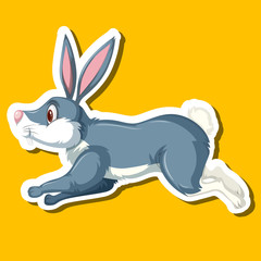 Rabbit on orange background