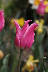 pink tulip in the garden