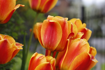 red and yellow tulips