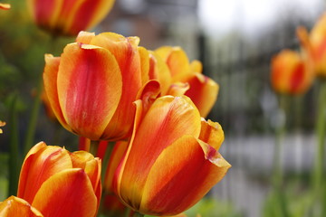 red and yellow tulips in the garden