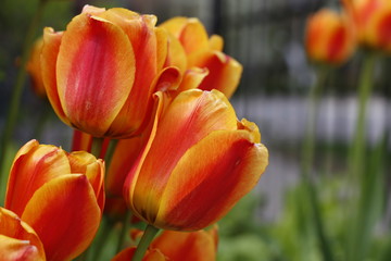 red tulips in the garden
