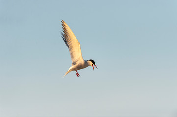 Hovering Common Tern in early morning