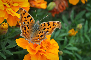 butterfly on flower