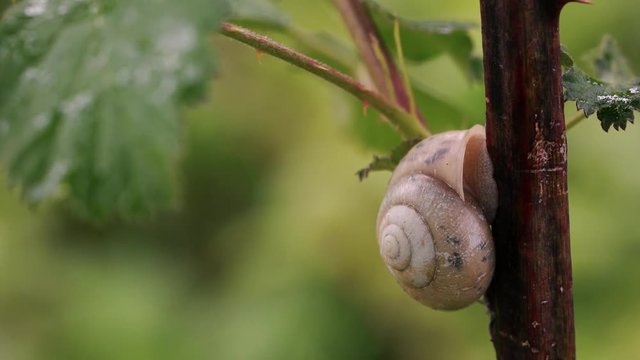 Snail with house on stem blackberry - (4K)