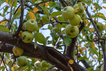 Organic green apples on a tree